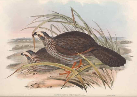 Reproducción/Reproduction 48637058992: A monograph of the Odontophorinæ, or, Partridges of America. London :Printed by Richard and John E. Taylor :1850.. 