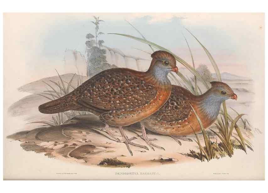 Reproducción/Reproduction 48636562743: A monograph of the Odontophorinæ, or, Partridges of America. London :Printed by Richard and John E. Taylor :1850.. 