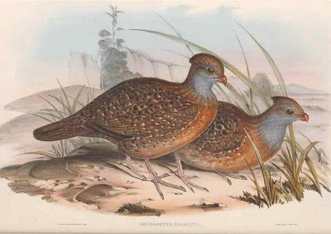 Reproducción/Reproduction 48636562743: A monograph of the Odontophorinæ, or, Partridges of America. London :Printed by Richard and John E. Taylor :1850.. 