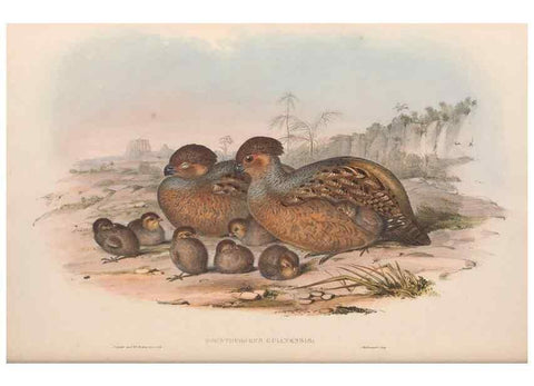 Reproducción/Reproduction 48637059922: A monograph of the Odontophorinæ, or, Partridges of America. London :Printed by Richard and John E. Taylor :1850.. 