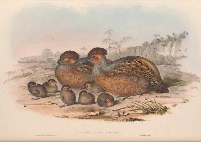 Reproducción/Reproduction 48637059922: A monograph of the Odontophorinæ, or, Partridges of America. London :Printed by Richard and John E. Taylor :1850.. 