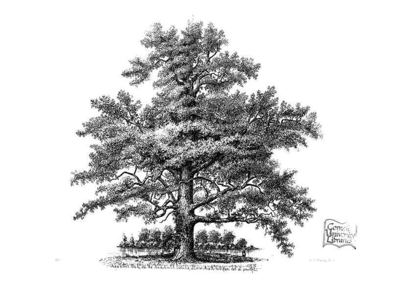 Reproducción/Reproduction 48637266902: The trees of America.. Boston,W. White[1855-58]. 