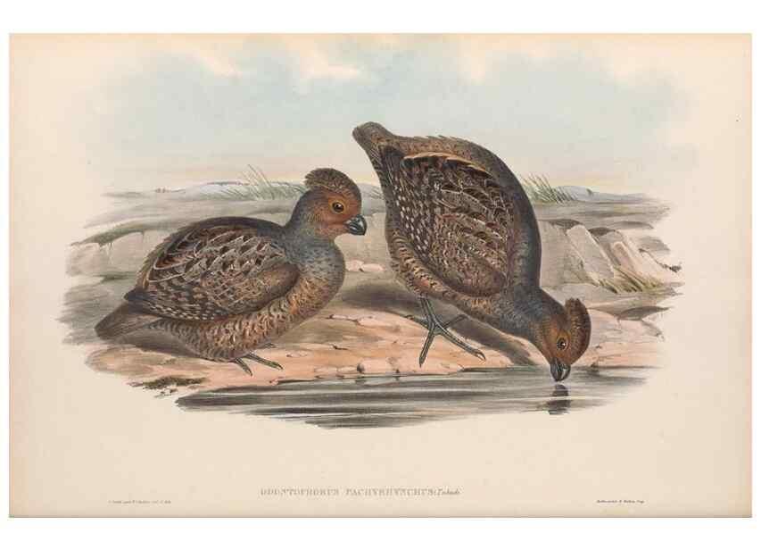 Reproducción/Reproduction 48636918571: A monograph of the Odontophorinæ, or, Partridges of America. London :Printed by Richard and John E. Taylor :1850.. 