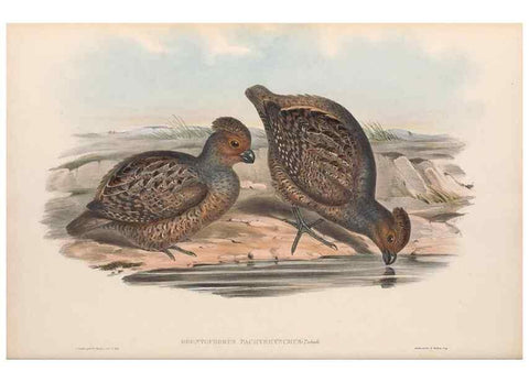 Reproducción/Reproduction 48636918571: A monograph of the Odontophorinæ, or, Partridges of America. London :Printed by Richard and John E. Taylor :1850.. 
