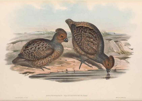 Reproducción/Reproduction 48636918571: A monograph of the Odontophorinæ, or, Partridges of America. London :Printed by Richard and John E. Taylor :1850.. 