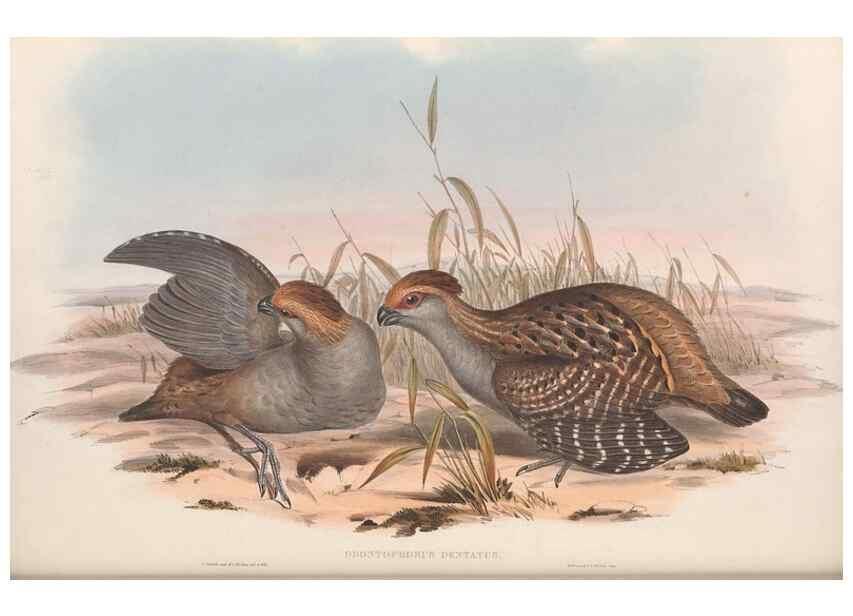Reproducción/Reproduction 48637061227: A monograph of the Odontophorinæ, or, Partridges of America. London :Printed by Richard and John E. Taylor :1850.. 