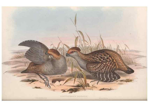 Reproducción/Reproduction 48637061227: A monograph of the Odontophorinæ, or, Partridges of America. London :Printed by Richard and John E. Taylor :1850.. 