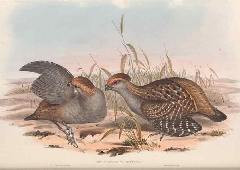 Reproducción/Reproduction 48637061227: A monograph of the Odontophorinæ, or, Partridges of America. London :Printed by Richard and John E. Taylor :1850.. 