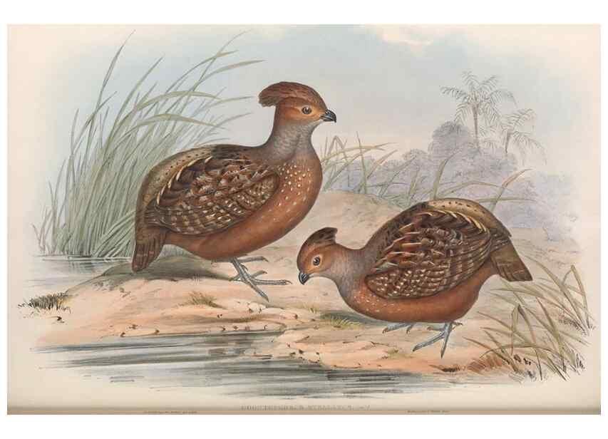 Reproducción/Reproduction 48636919816: A monograph of the Odontophorinæ, or, Partridges of America. London :Printed by Richard and John E. Taylor :1850.. 