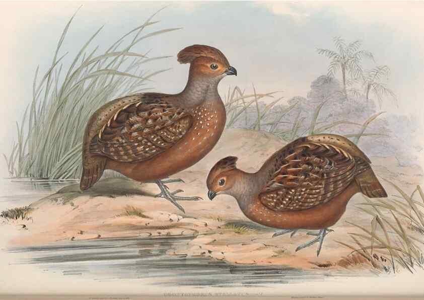 Reproducción/Reproduction 48636919816: A monograph of the Odontophorinæ, or, Partridges of America. London :Printed by Richard and John E. Taylor :1850.. 