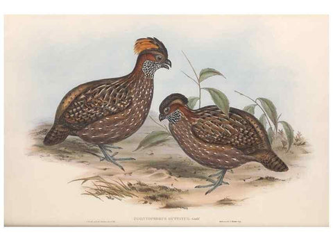Reproducción/Reproduction 48637062122: A monograph of the Odontophorinæ, or, Partridges of America. London :Printed by Richard and John E. Taylor :1850.. 