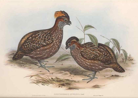 Reproducción/Reproduction 48637062122: A monograph of the Odontophorinæ, or, Partridges of America. London :Printed by Richard and John E. Taylor :1850.. 