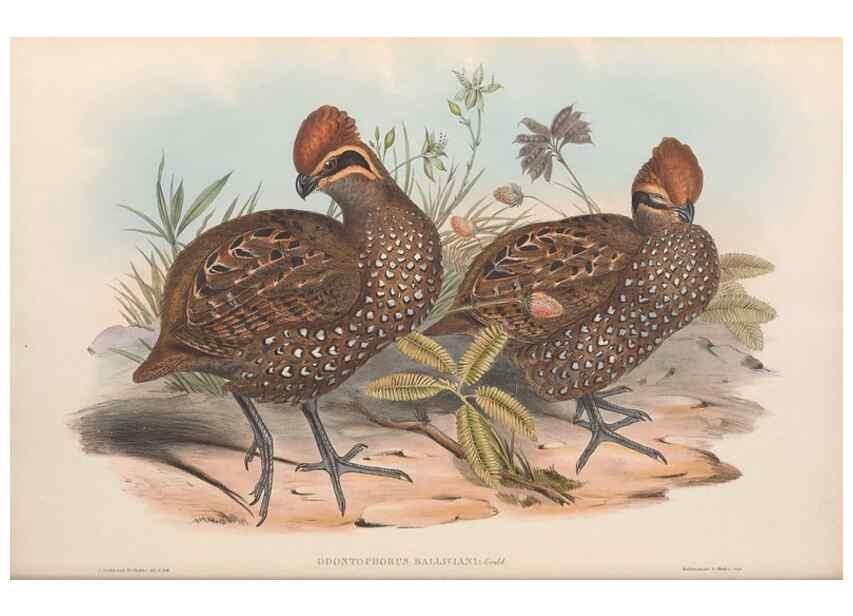 Reproducción/Reproduction 48636920451: A monograph of the Odontophorinæ, or, Partridges of America. London :Printed by Richard and John E. Taylor :1850.. 