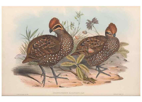 Reproducción/Reproduction 48636920451: A monograph of the Odontophorinæ, or, Partridges of America. London :Printed by Richard and John E. Taylor :1850.. 