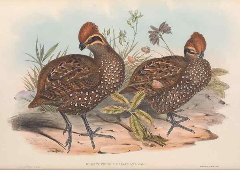 Reproducción/Reproduction 48636920451: A monograph of the Odontophorinæ, or, Partridges of America. London :Printed by Richard and John E. Taylor :1850.. 