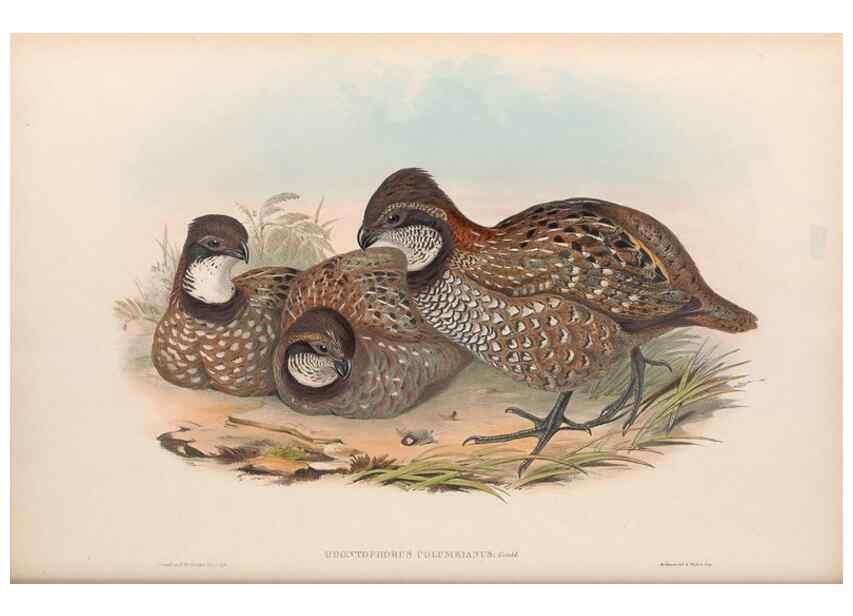 Reproducción/Reproduction 48637062872: A monograph of the Odontophorinæ, or, Partridges of America. London :Printed by Richard and John E. Taylor :1850.. 