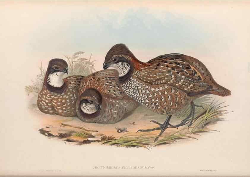 Reproducción/Reproduction 48637062872: A monograph of the Odontophorinæ, or, Partridges of America. London :Printed by Richard and John E. Taylor :1850.. 
