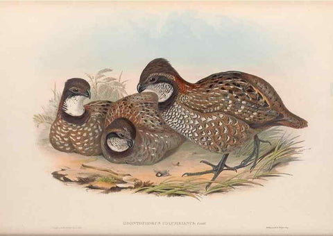 Reproducción/Reproduction 48637062872: A monograph of the Odontophorinæ, or, Partridges of America. London :Printed by Richard and John E. Taylor :1850.. 