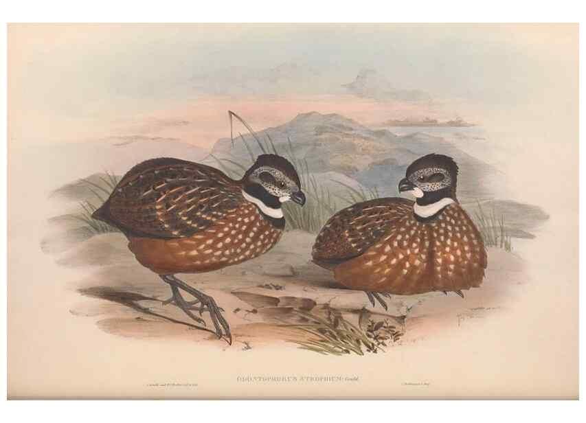 Reproducción/Reproduction 48636566128: A monograph of the Odontophorinæ, or, Partridges of America. London :Printed by Richard and John E. Taylor :1850.. 