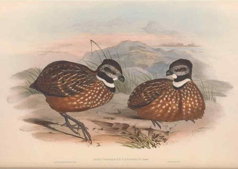 Reproducción/Reproduction 48636566128: A monograph of the Odontophorinæ, or, Partridges of America. London :Printed by Richard and John E. Taylor :1850.. 