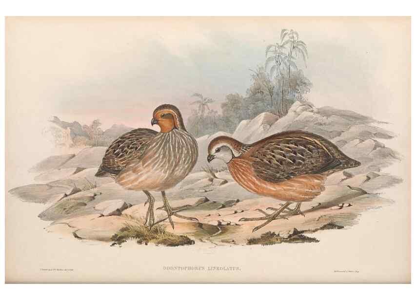 Reproducción/Reproduction 48636921526: A monograph of the Odontophorinæ, or, Partridges of America. London :Printed by Richard and John E. Taylor :1850.. 