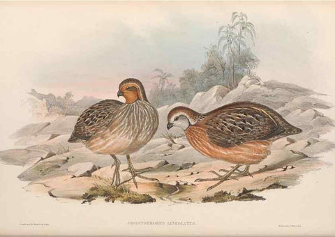 Reproducción/Reproduction 48636921526: A monograph of the Odontophorinæ, or, Partridges of America. London :Printed by Richard and John E. Taylor :1850.. 