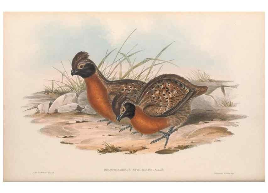 Reproducción/Reproduction 48636918951: A monograph of the Odontophorinæ, or, Partridges of America. London :Printed by Richard and John E. Taylor :1850.. 