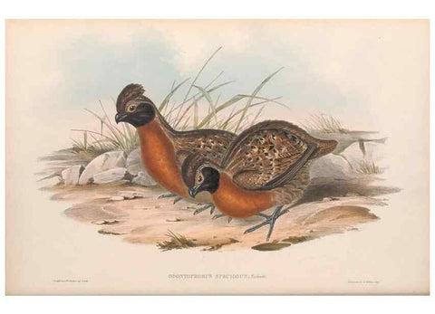 Reproducción/Reproduction 48636918951: A monograph of the Odontophorinæ, or, Partridges of America. London :Printed by Richard and John E. Taylor :1850.. 