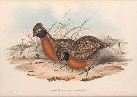 Reproducción/Reproduction 48636918951: A monograph of the Odontophorinæ, or, Partridges of America. London :Printed by Richard and John E. Taylor :1850.. 