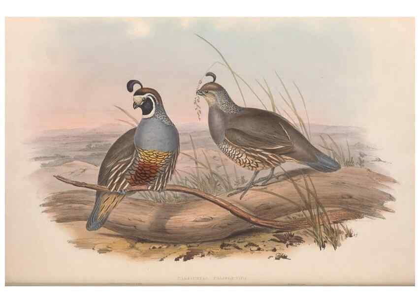Reproducción/Reproduction 48637057052: A monograph of the Odontophorinæ, or, Partridges of America. London :Printed by Richard and John E. Taylor :1850.. 