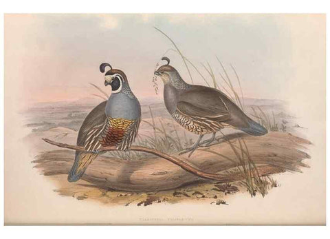 Reproducción/Reproduction 48637057052: A monograph of the Odontophorinæ, or, Partridges of America. London :Printed by Richard and John E. Taylor :1850.. 