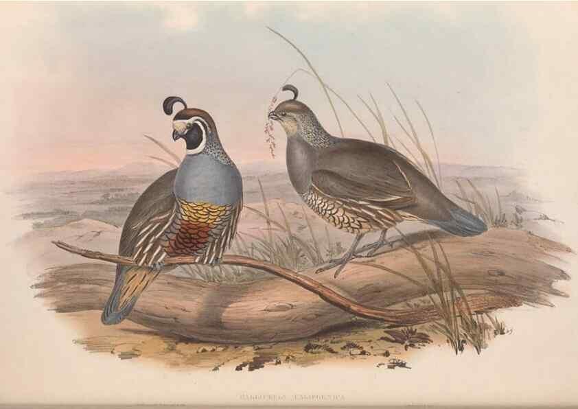 Reproducción/Reproduction 48637057052: A monograph of the Odontophorinæ, or, Partridges of America. London :Printed by Richard and John E. Taylor :1850.. 