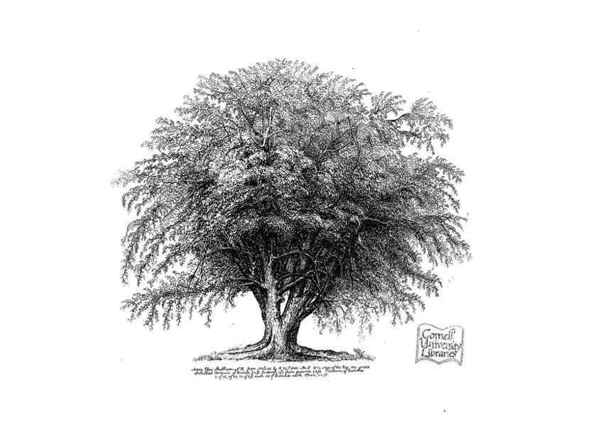 Reproducción/Reproduction 48637269112: The trees of America.. Boston,W. White[1855-58]. 