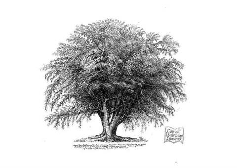 Reproducción/Reproduction 48637269112: The trees of America.. Boston,W. White[1855-58]. 