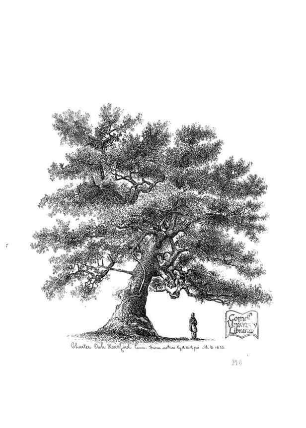 Reproducción/Reproduction 48637270512: The trees of America.. Boston,W. White[1855-58]. 