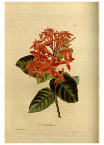 Reproducción/Reproduction 48637335096: The botanical cabinet. London :John & Arthur Arch ...,1817-1833.. 