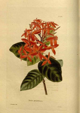 Reproducción/Reproduction 48637335096: The botanical cabinet. London :John & Arthur Arch ...,1817-1833.. 