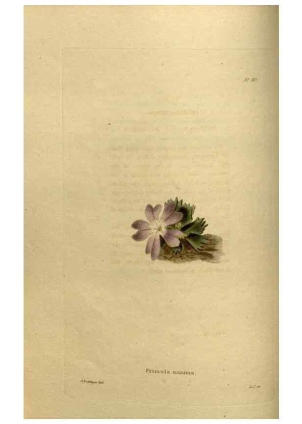 Reproducción/Reproduction 48637477672: The botanical cabinet. London :John & Arthur Arch ...,1817-1833.. 