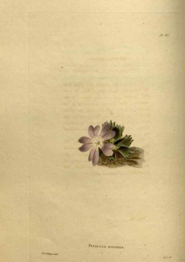Reproducción/Reproduction 48637477672: The botanical cabinet. London :John & Arthur Arch ...,1817-1833.. 