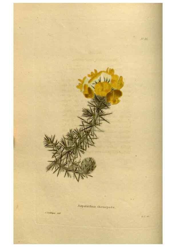 Reproducción/Reproduction 48637335736: The botanical cabinet. London :John & Arthur Arch ...,1817-1833.. 