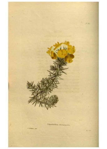 Reproducción/Reproduction 48637335736: The botanical cabinet. London :John & Arthur Arch ...,1817-1833.. 