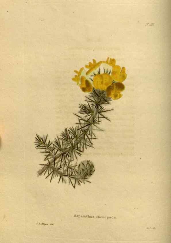 Reproducción/Reproduction 48637335736: The botanical cabinet. London :John & Arthur Arch ...,1817-1833.. 