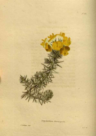 Reproducción/Reproduction 48637335736: The botanical cabinet. London :John & Arthur Arch ...,1817-1833.. 