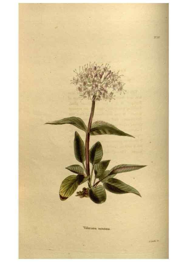 Reproducción/Reproduction 48637478277: The botanical cabinet. London :John & Arthur Arch ...,1817-1833.. 