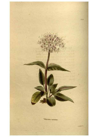 Reproducción/Reproduction 48637478277: The botanical cabinet. London :John & Arthur Arch ...,1817-1833.. 