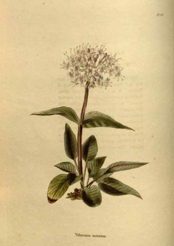 Reproducción/Reproduction 48637478277: The botanical cabinet. London :John & Arthur Arch ...,1817-1833.. 