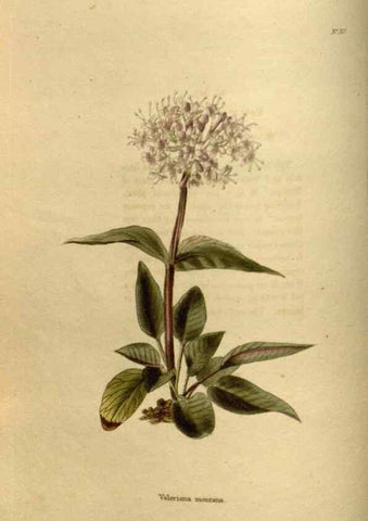 Reproducción/Reproduction 48637478277: The botanical cabinet. London :John & Arthur Arch ...,1817-1833.. 