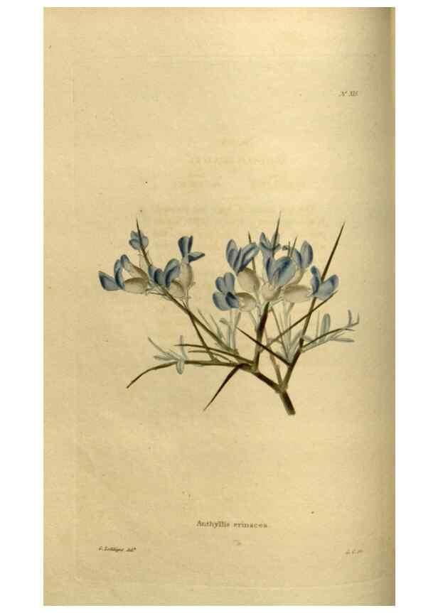 Reproducción/Reproduction 48637478672: The botanical cabinet. London :John & Arthur Arch ...,1817-1833.. 