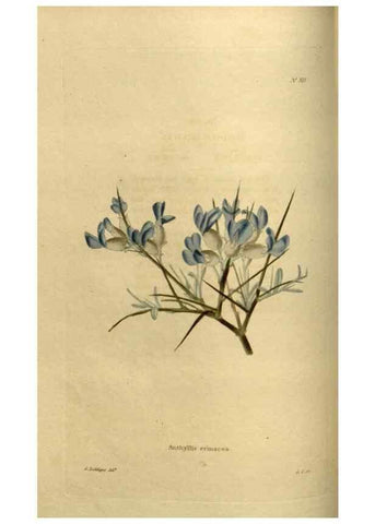 Reproducción/Reproduction 48637478672: The botanical cabinet. London :John & Arthur Arch ...,1817-1833.. 