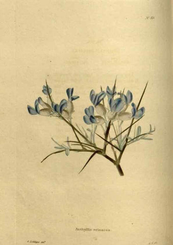 Reproducción/Reproduction 48637478672: The botanical cabinet. London :John & Arthur Arch ...,1817-1833.. 